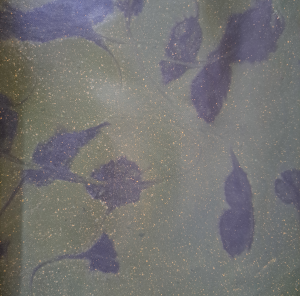 plancha jungle